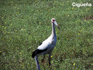 cigueña uruguay