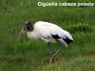 cigueña cabeza pelada uruguay