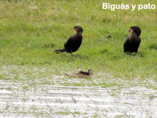 biguás y patos uruguay