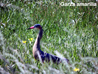 garza amarilla uruguay