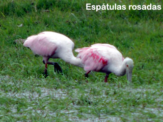 espátulas rosadas uruguay
