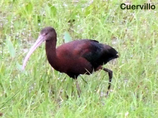 cuervillo uruguay