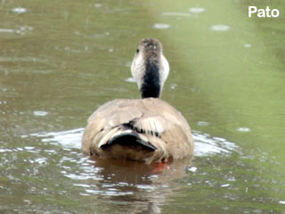 pato uruguay