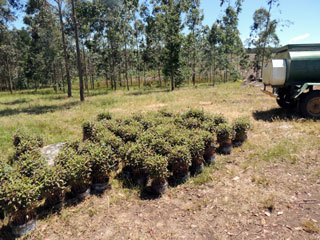 plantaciones