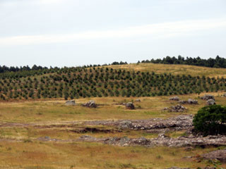 plantaciones