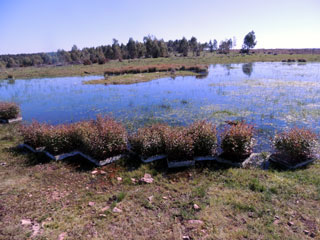 plantaciones