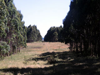 Monte