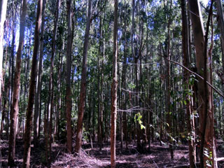 Monte