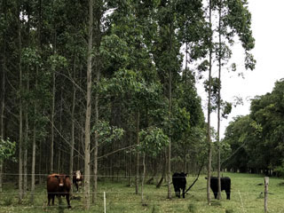 usos del monte