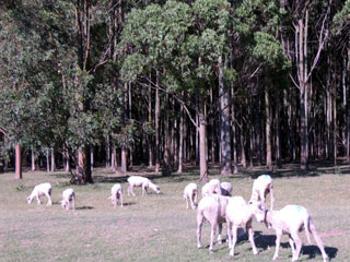 usos del monte