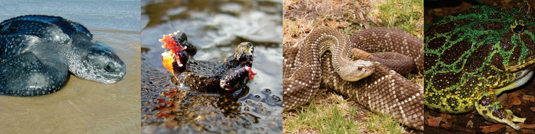 anfibios y reptiles