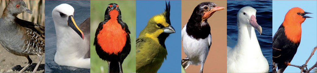 aves